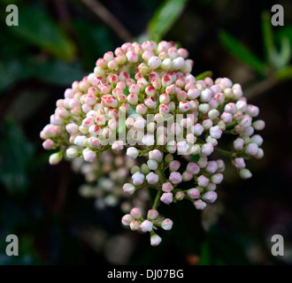 Viburnum utile Pflanze Porträts Frühlingsblumen blühende Sträucher blasses Pastell rosa weiß Stockfoto