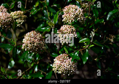 Viburnum utile Pflanze Porträts Frühlingsblumen blühende Sträucher blasses Pastell rosa weiß Stockfoto