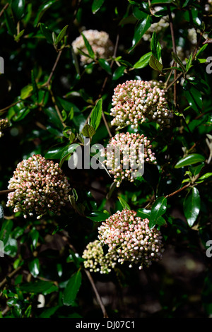 Viburnum utile Pflanze Porträts Frühlingsblumen blühende Sträucher blasses Pastell rosa weiß Stockfoto