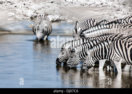 Zebras im Etosha National Park Stockfoto