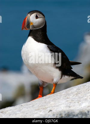 Papageitaucher Bewachung sein Territorium mit seinen bunten orange Schnabel während der Brutzeit im Sommer auf einer Insel vor der Küste des Nördlichen Maine Stockfoto