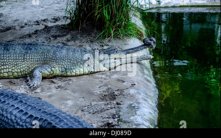 Krokodile in Gefangenschaft bei Amo Chu Crocodile Erhaltung Mitte, Phuentsholing, Bhutan Stockfoto
