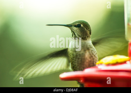 Ansatz-Landung - Hinterhof Hummingbird Feeder Stockfoto