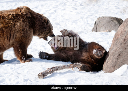 Zwei braune Bären kämpfen im Schnee in Bozeman, Montana, USA Stockfoto