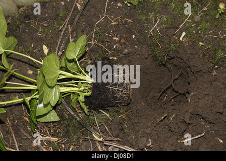 Falsche Wunderbaumes gepflanzt im Garten Fatsia japonica Stockfoto