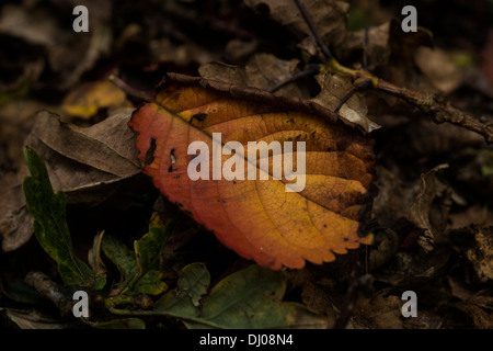 sterbend gefallene wechselnde Farben bis zum Herbst Blätter Stockfoto