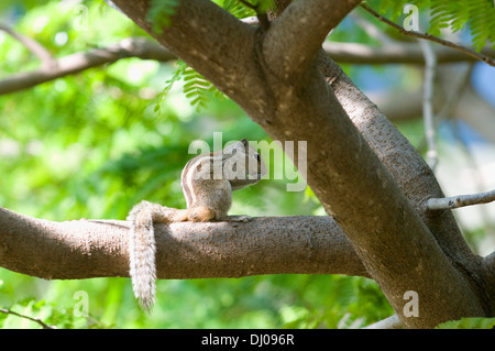Das indische Palm Eichhörnchen (Funambulus Palmarum) auch bekannt als drei gestreiften Palm Eichhörnchen, ist eine Art von Nagetieren Stockfoto