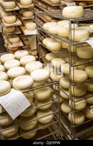 Gereifte Käsesorten, liegend in der Kühllagerung Stockfoto