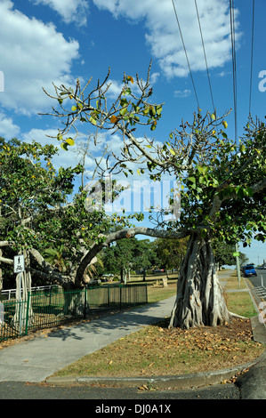 Eine Würgefeige (Ficus Watkinsiana) sendet Wurzeln aus einer Wirtspflanze Zweig bilden einen "neuen" Baum. Stockfoto