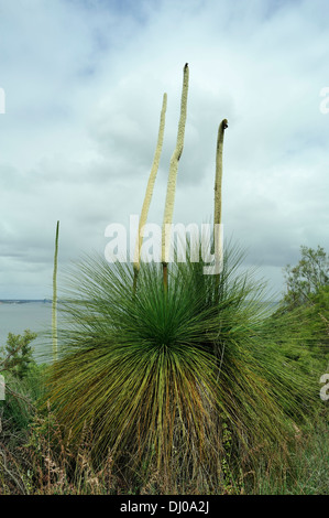 Grasbäume (Xanthorrhoea Preissii), in Blüte, Anzeigen von prominenten Blütenstiele. Auch bekannt als Balga. Stockfoto