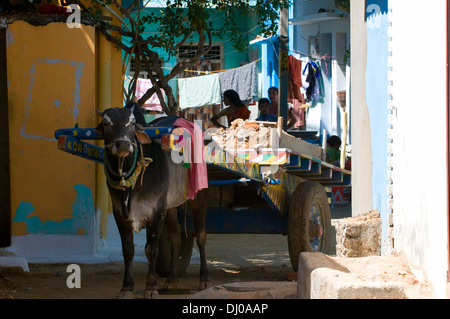 Bullock in den Seitenstraßen von Puttaparthi in Andhara Pradesh in Südindien, mit Wagen, die Transport von Bauschutt. Stockfoto