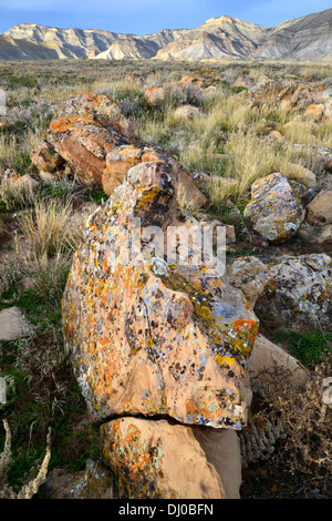 wunderschöne farbige Flechten bedecken Felsbrocken in einer ansonsten stark Wüste, genannt die Bookcliffs nördlich von Grand Junction, Colorado Stockfoto