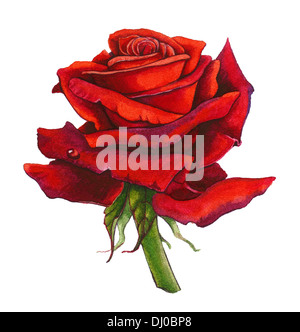 Red Rose isoliert auf weiss. Keine Schatten. Aquarell Stockfoto