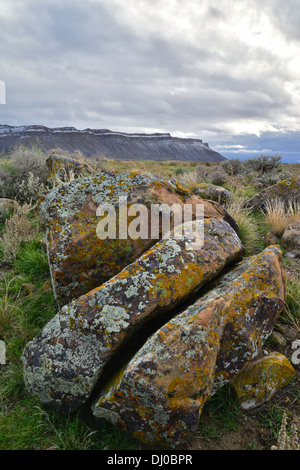 wunderschöne farbige Flechten bedecken Felsbrocken in einer ansonsten stark Wüste, genannt die Bookcliffs nördlich von Grand Junction, Colorado Stockfoto