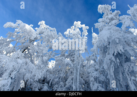 Schneebedeckte Bäume in den Bergen des Schwarzwaldes, Deutschland Stockfoto