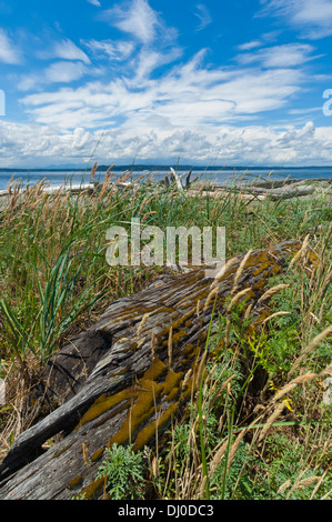 Treibholz am grasbewachsenen Ufer am Marina Beach Park, Edmonds, Washington, USA Stockfoto