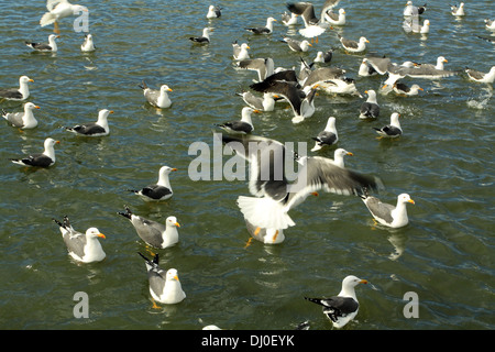 Silbermöwen kämpfen um Nahrung auf See in Reykjavik, Island Stockfoto
