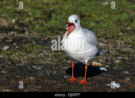 Black-Headed Gull - Larus Ridibundus Winterkleid, Berufung Stockfoto