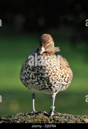 Australische Wood Duck - Chenonetta Jubata weiblich Stockfoto