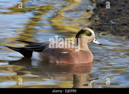 Amerikanische Pfeifente - männliche Ente Anas americana Stockfoto
