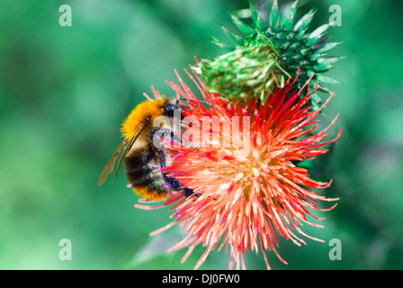 Nahaufnahme der Honigbiene auf Flockenblume Blüte Stockfoto