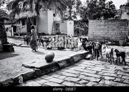 Indische Frau zu Fuß zwischen eine Herde von Ziegen in einem indischen Dorf. Andhra Pradesh, Indien. Monochrom Stockfoto