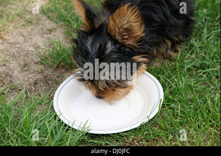Süße Yorkshire-Terrier Welpe Hund Trinkmilch Stockfoto