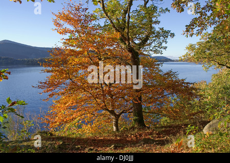 Bronze-Buche Baum Laub im Wald von Derwentwater Leuchten im herbstlichen Sonnenschein, Lake District, in der Nähe von Keswick, Cumbria UK Stockfoto