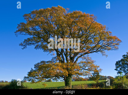 Herbst Laub auf reife Englisch Oak Tree wächst in Ackerland, Cumbria, England Großbritannien Stockfoto