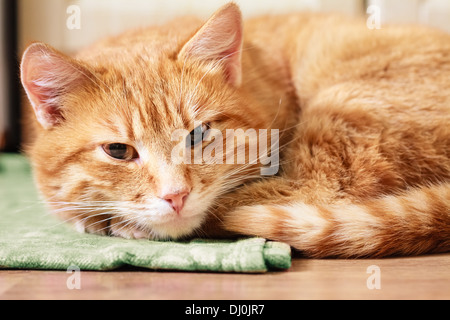 Friedliche orange Tabby Kitten männlich zusammengerollt schlafen Stockfoto