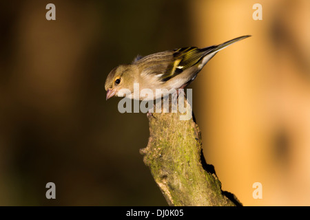 Weiblich, Grünfink Caruelis Chloris (Fringillidae) Stockfoto