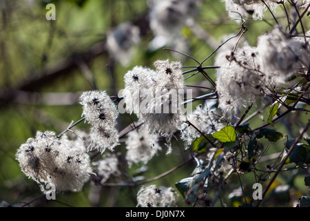 Clematis Boulevard Samen Blüte. Alten Mannes Bart sehr frühen Frühling. England-UK Stockfoto