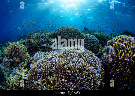 Eine schöne Aussicht auf eine unberührte Unterwasser Korallengarten mit blauem Wasser. Stockfoto