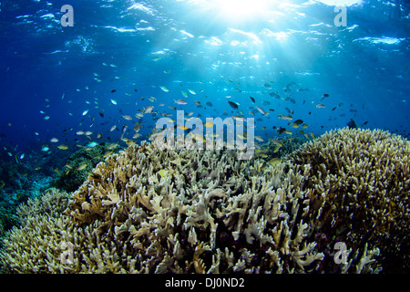 Eine schöne Aussicht auf eine unberührte Unterwasser Korallengarten mit blauem Wasser. Stockfoto