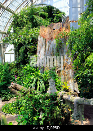 Schmetterling Zoo, Schmetterlinghaus im kaiserlichen Garten, Wien, Österreich Stockfoto