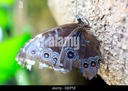 Eule Schmetterling Schmetterling Zoo, Schmetterlinghaus im kaiserlichen Garten, Wien, Österreich Stockfoto