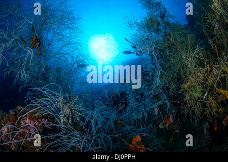 Eine schöne Aussicht auf eine unberührte Unterwasser Korallengarten mit blauem Wasser. Stockfoto