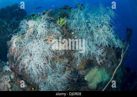 Eine schöne Aussicht auf eine unberührte Unterwasser Korallengarten mit blauem Wasser. Stockfoto