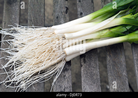 Frisch geerntete und gewaschenen Baby Lauch mit Wurzeln auf einem Gartenstuhl Stockfoto