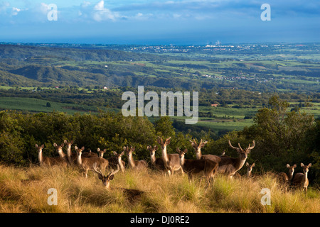 Ich betrachte den Frankreich Réunion Insel Gazellen Hotel Diana Dea Lodge Deer Roam Sainte-Anne Wildreservat Frieden umgeben Natur schöne Stockfoto