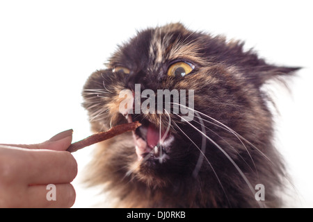 Katze essen Stockfoto