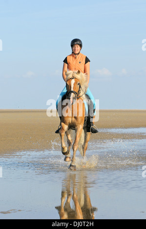 Junge Reiter auf Rückseite ihr Haflinger Reiten im Wattenmeer an der deutschen Nordsee Stockfoto