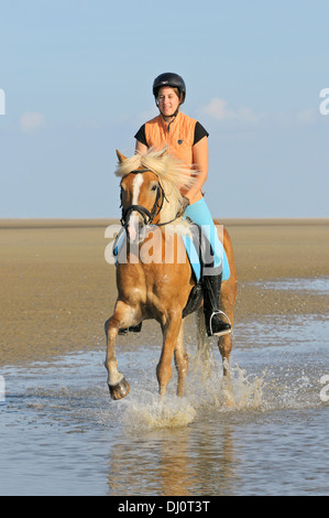 Junge Reiter auf Rückseite ihr Haflinger Reiten im Wattenmeer an der deutschen Nordsee Stockfoto