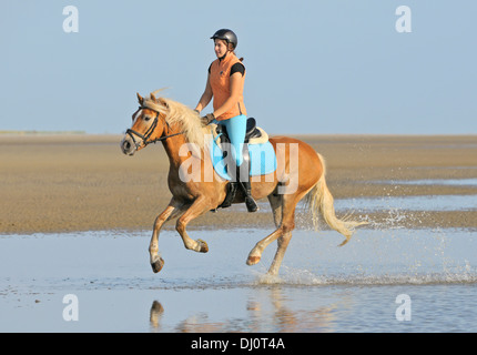 Junge Reiter auf Rückseite ihr Haflinger Reiten im Wattenmeer an der deutschen Nordsee Stockfoto