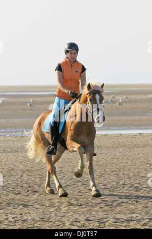 Junge Reiter auf Rückseite ihr Haflinger Reiten im Wattenmeer an der deutschen Nordsee Stockfoto