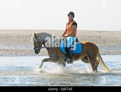 Junge Reiter auf Rückseite ihr Haflinger Reiten im Wattenmeer an der deutschen Nordsee Stockfoto