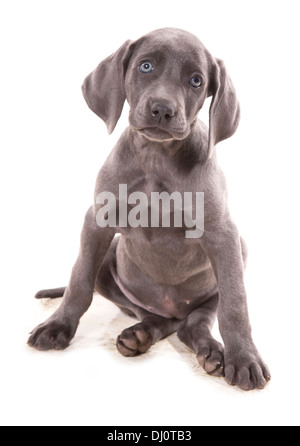 Blaue Weimaraner einzelne Welpen sitzen in einem studio Stockfoto