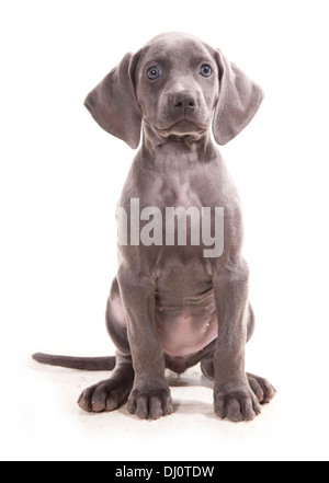 Blaue Weimaraner einzelne Welpen sitzen in einem studio Stockfoto