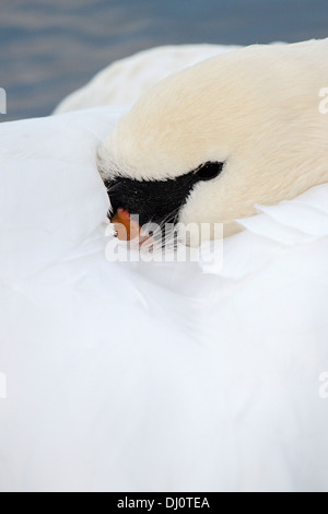 Höckerschwan - Cygnus olor Stockfoto