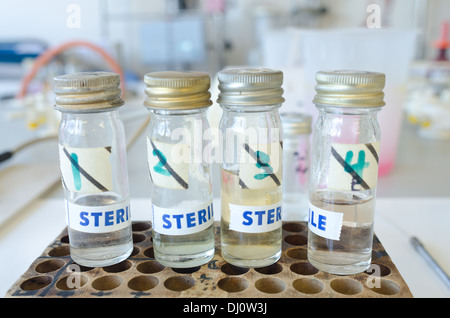 Mikrobiologie autoklaviert sterile Ausrüstung für die Zellkultur mit Bakterien in Wissenschaft für Molekularbiologie Stockfoto